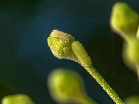 Holly Blue larvae on ivy 2019 - Bob Clift